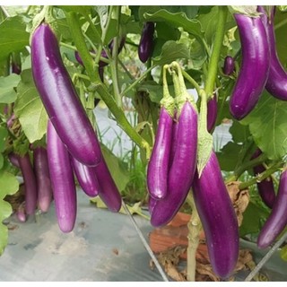 HẠT GIỐNG CÀ TÍM Trang Nông 1gram