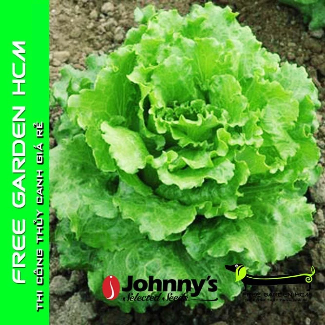 COMBO 200 HẠT GIỐNG XÀ LÁCH BỌC MEN NEVADA – Johnny’s Seed – Mỹ