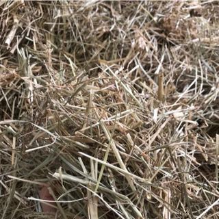 Cỏ Mần Trầu Sấy Khô (100g)