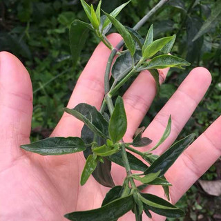 Bột Bìm Bịp (Cây Xương Khỉ)