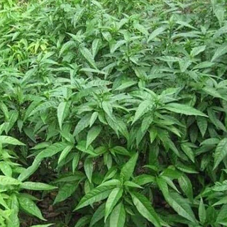 Bột Bìm Bịp (Cây Xương Khỉ)