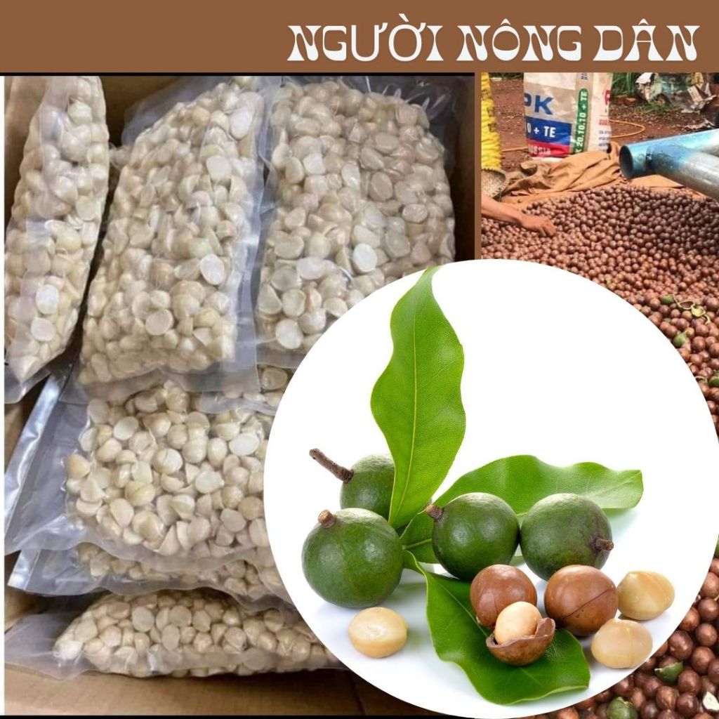 Nhân hạt macca bể đôi, nhân macca hữu cơ Tây Nguyên đã tách vỏ làm sữa hạt ăn vặt