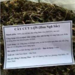 1kg cây cứt lợn khô (hoa ngũ sắc, cây cỏ hôi)