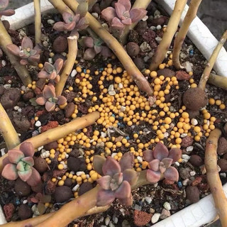 Phân tan chậm hạt vàng NPK 14 14 14 Oscomote Mỹ 500-1000g | HandyGarden