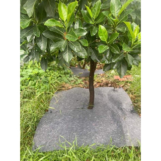 Bạt phủ gốc cây, bạt phủ cỏ (60x60) 100 tấm
