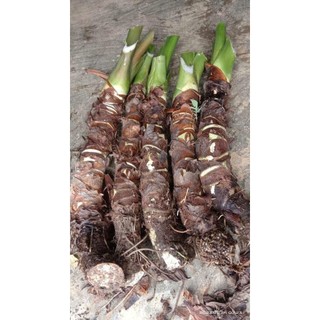 100g bạc hà núi sấy khô dạng sợi