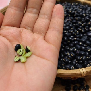 Đỗ Đen Xanh Lòng ( Đậu Đen Hải Hậu thượng hạng) 100g