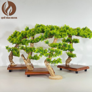 Cây bonsai trang trí tiểu cảnh tượng phật, thác lũa , bàn làm việc, bàn trà , góc tu tập , chụp ảnh hoặc hồ cá thủy sinh