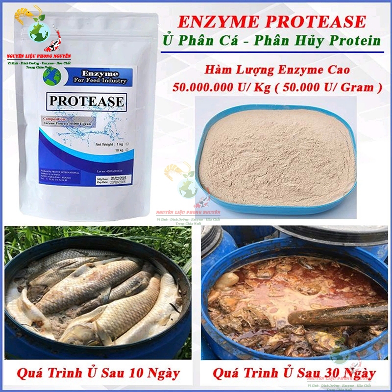 Enzyme Protease Nguyên liệu Nhập Pháp, hàm lượng Enzyme Cao , Ủ phân cá - Bổ sung thức ăn chăn nuôi 