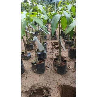 Chậu cây giống xoài keo ( cao 40-60cm )