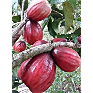  Cây giống Mận   roi  điều đỏ Thái 