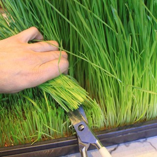 Hạt giống cỏ lúa mì (mầm lúa mạch) dễ trông, thơm ngon gói 100gram
