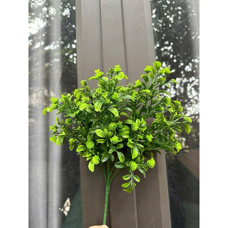 Dương xỉ cụm- HOA GIẢ,HOA LỤA