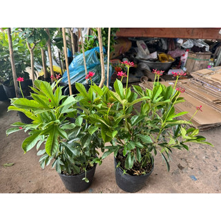 Cây hồng mai