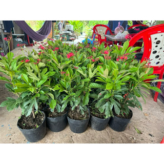 Cây hồng mai