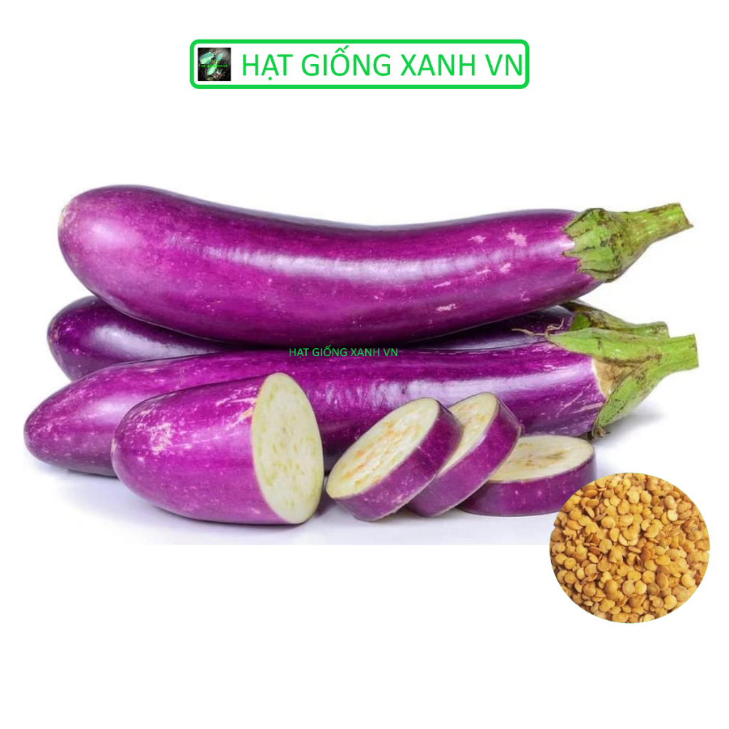 [Seeds] Hạt giống Cà tím dài, đóng gói 0.5gr (khoảng 100 hạt)