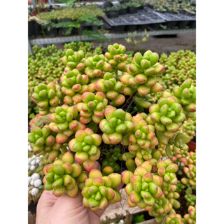 Cây sen đá sỏi kẹo thơm đá chilli cheese thơm_🌱bụi to nhiều đầu hàng sẵn