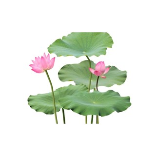 combo 3 hũ bột trà lá sen sấy khô