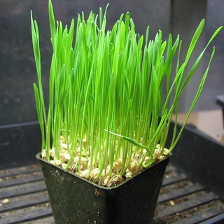 Hạt giống mầm cỏ lúa mì cho chó gói 100gram