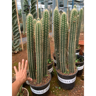 xương rồng trụ nhiều nhánh cao ~50cm