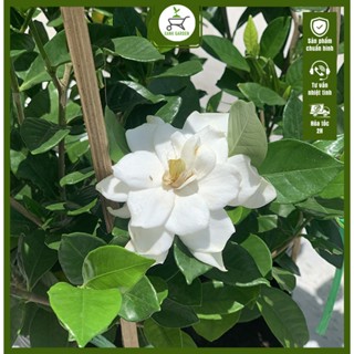 Cây Lài Tiểu Thơ - Cây cao 40-50 cm - Hoa nở quanh năm - Hương thơm dễ chịu!