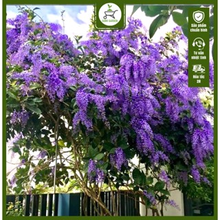 Cây Mai Xanh Thái - Cây cao 30-40 cm - Cây trang trí sân vườn - Hoa rực rỡ