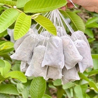 set 10 túi lọc trà giảm cân lá ổi mix 5 vị