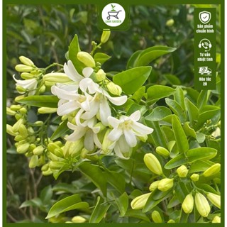 Cây Nguyệt Quế - Cây cao 60-70 cm - Hoa nở quanh năm - Hương thơm nồng nàn!