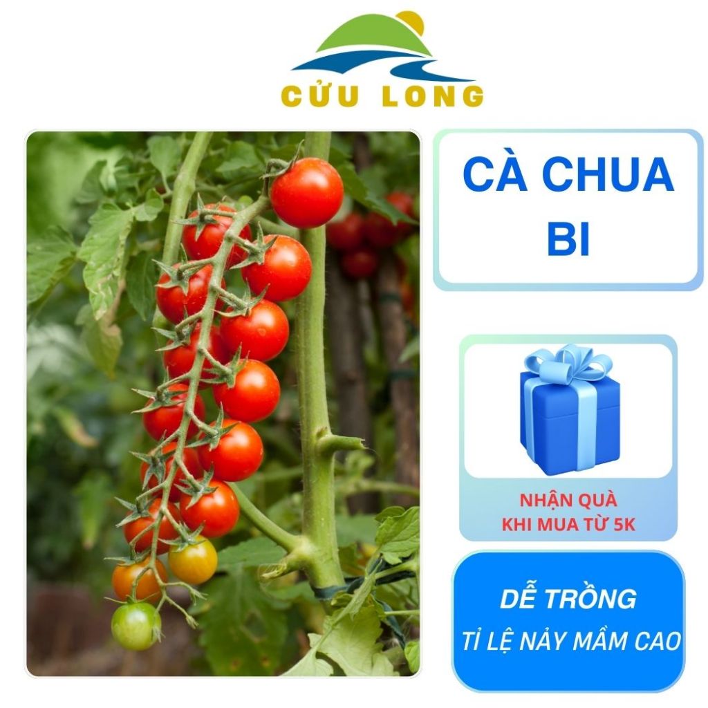 Hạt Giống Cà Chua Bi Cherry (gói 0.2gr) TC26