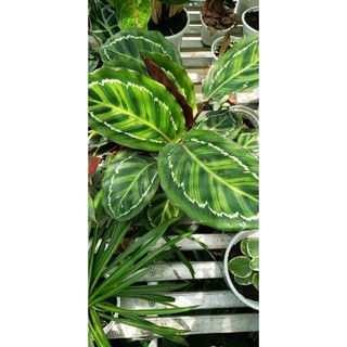 Cây Đuôi Công đủ màu(tặng kèm phân bón)