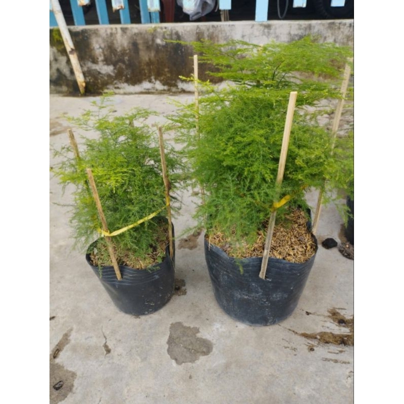 Cây Kim Thủy Tùng(tặng kèm phân bón)