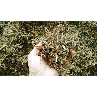 100g cây rau dừa nước sấy khô