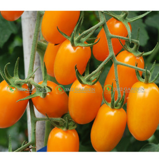 [Hạt giống Mỹ] Gói 6 hạt giống Cà chua Nova cà chua trái cây giống chịu nhiệt sai quả năng suất cao