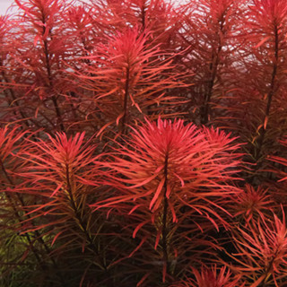 Cây thủy sinh Hồng thái dương (lá cạn) dễ trồng không cần CO2 | Cây cắt cắm