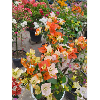 hoa giấy son moi cam - maharani nguyên bản 20cm