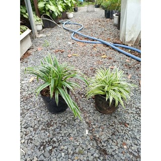 Cây cỏ lan chi (chỉ giao hỏa tốc HCM)