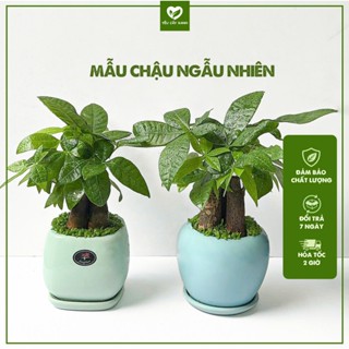  Cây Kim Ngân 3 Thân Kèm Chậu Có Đĩa Lót Có Cỏ May Mắn Bề Mặt Để Bàn Hợp Phong Thủy  Cây Tam Lộc Cây Phát Tài  