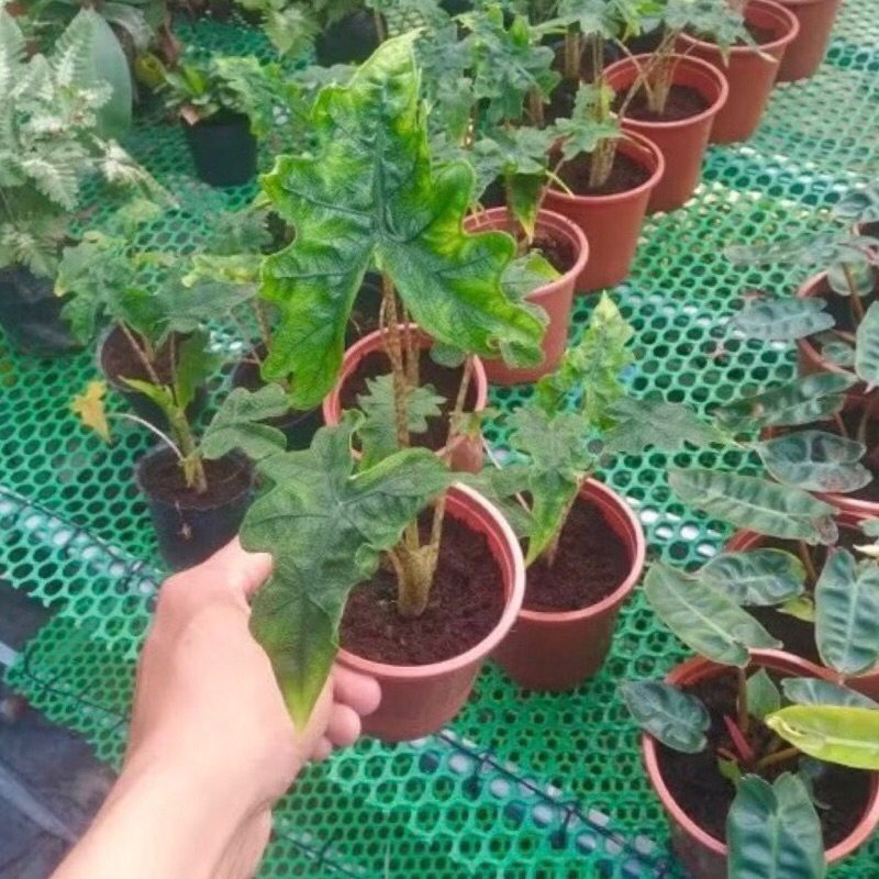 Jacklyn, Alocasia, trang trí nhà cửa, bàn làm việc, sân vườn