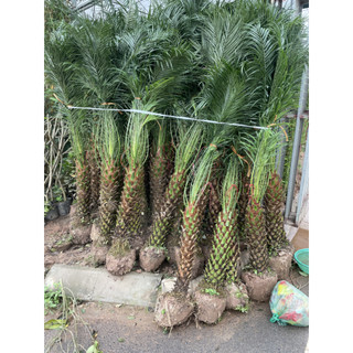 Cây Trà Là (Cau nga mi) size 1m-2m loại cây cảnh, cây công trình trồng bền dễ chăm sóc