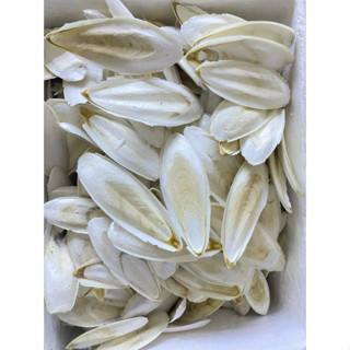 Nang mực bổ sung canxi tự nhiên cho chim vẹt , yến hót và các dòng chim finch hay các loại bò sát SIZE nhỏ và vừa