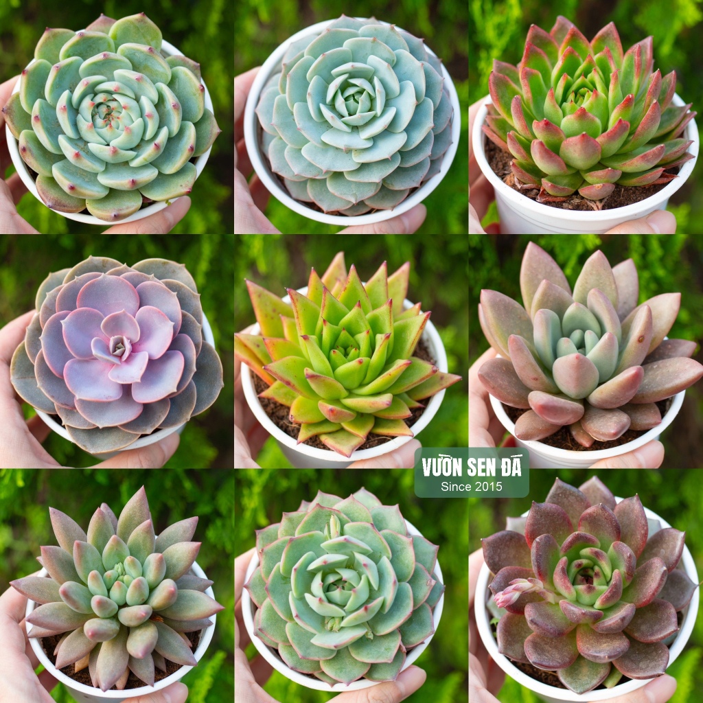 Sen đá cỡ vừa 9-11cm - Vườn sen đá