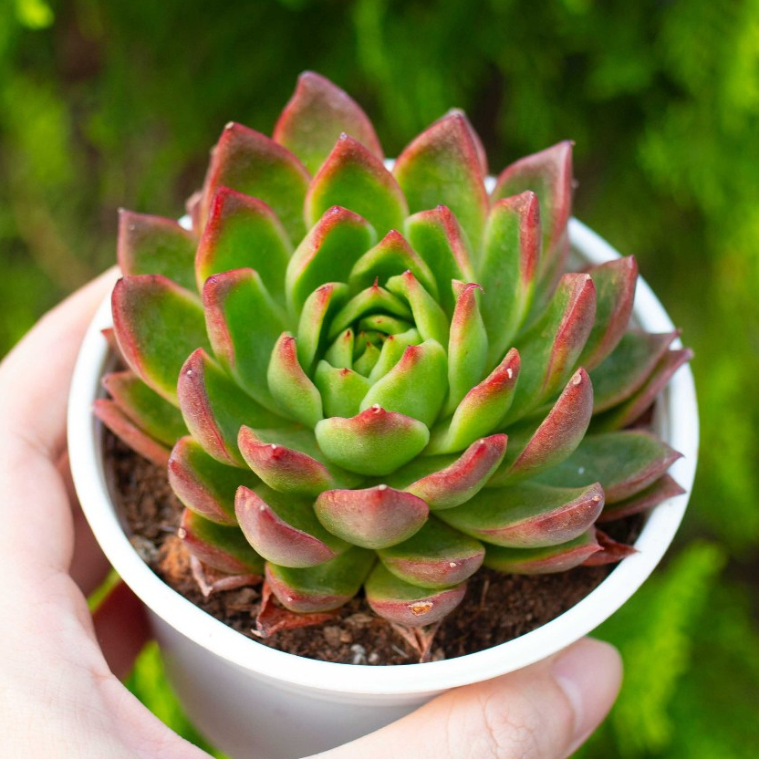 Sen đá xanh nhọn cỡ vừa 9-11cm - Vườn sen đá