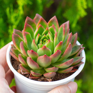Sen đá xanh nhọn cỡ vừa 9-11cm - Vườn sen đá