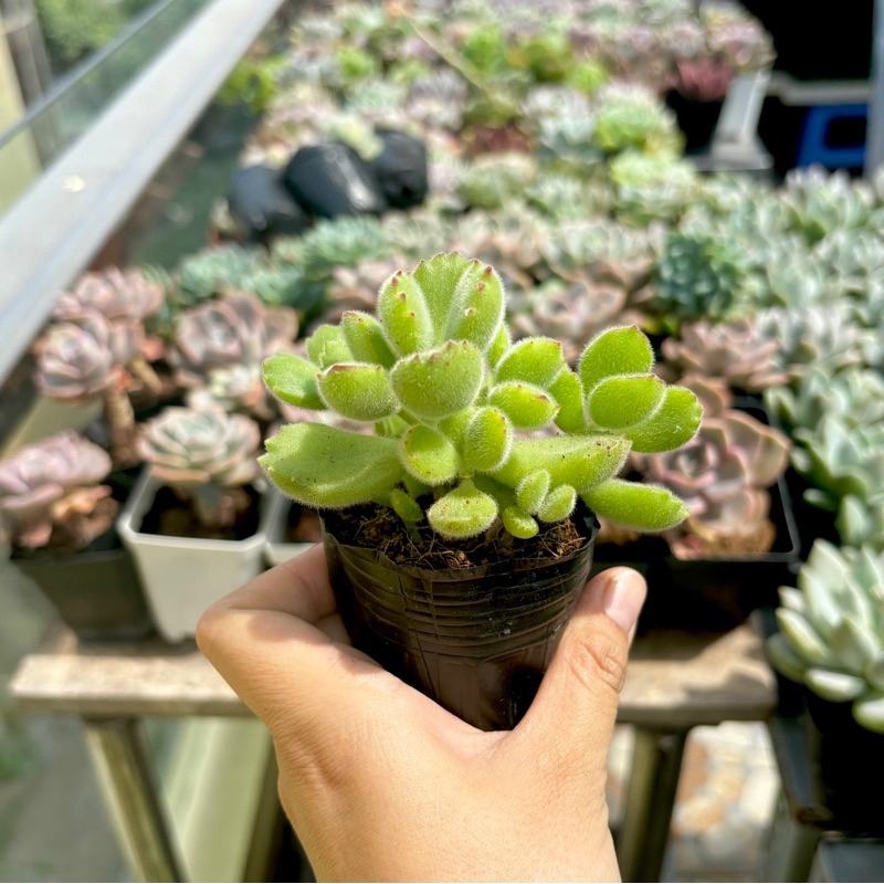 Sen Đá Tai Gấu - size Bầu - Đơn 100k : 14h->21h có quà tặng ạ