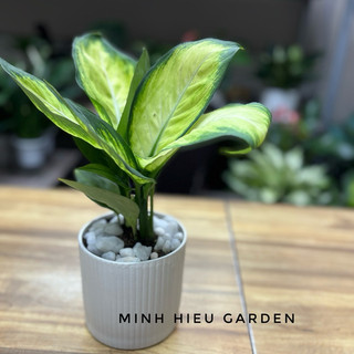 Cây vạn niên thanh, cây phong thủy dễ chăm sóc