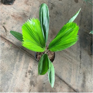 Cây Cọ Nhật (kè nhật) cây cao 80cm, lá xòe to xanh khỏe, bầu rễ chắc phát triển nhanh sau trồng-82-83-88