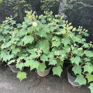 Cây hoa Phù Dung, cao 50-60cm hoa màu hồng cánh dày đẹp.