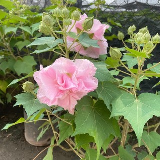 Cây hoa Phù Dung, cao 50-60cm hoa màu hồng cánh dày đẹp.