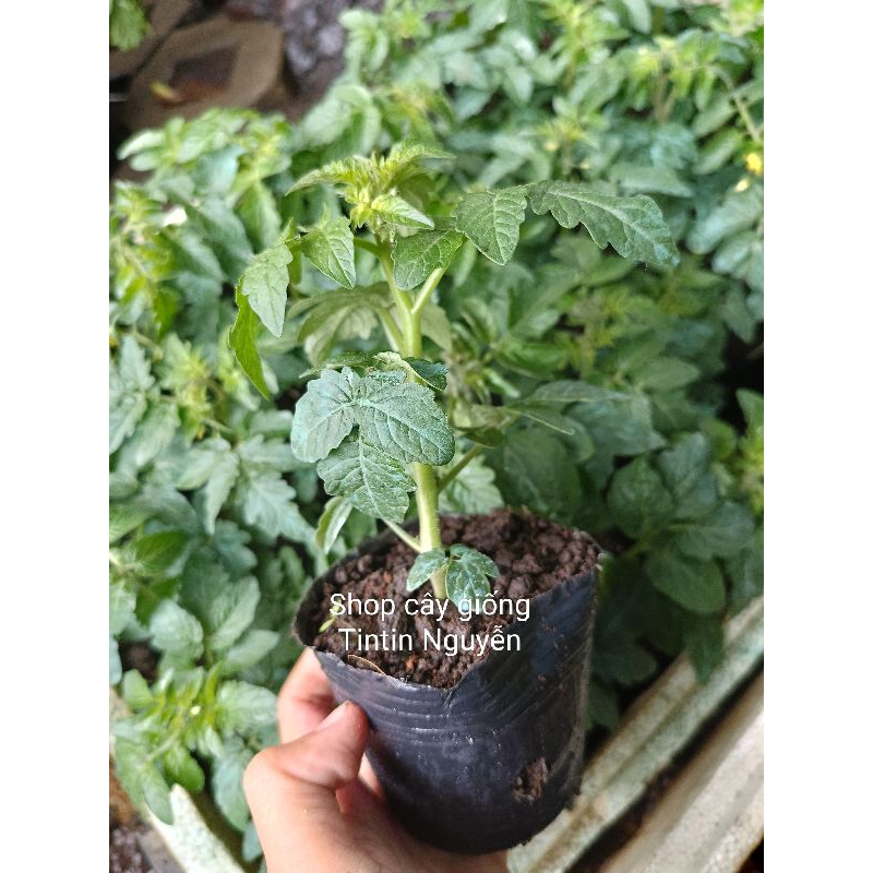 Cây giống cà chua chery anh đào lùn, chỉ giao hoả tốc tp HCM