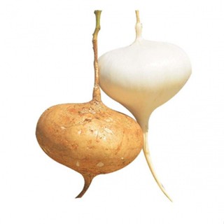 HẠT GIỐNG CỦ ĐẬU TRÒN 100gram - Hạt giống tốt tỷ lệ nảy mầm cao, củ to đẹp